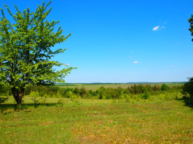Biocenosis, Plants And Their Territories