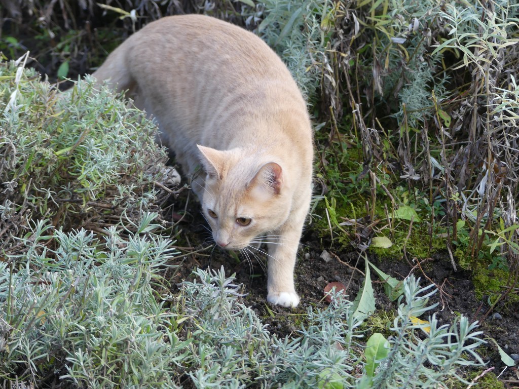 A New Classification of Feral and Domestic Cats for Your Type of&nbsp;Thinking