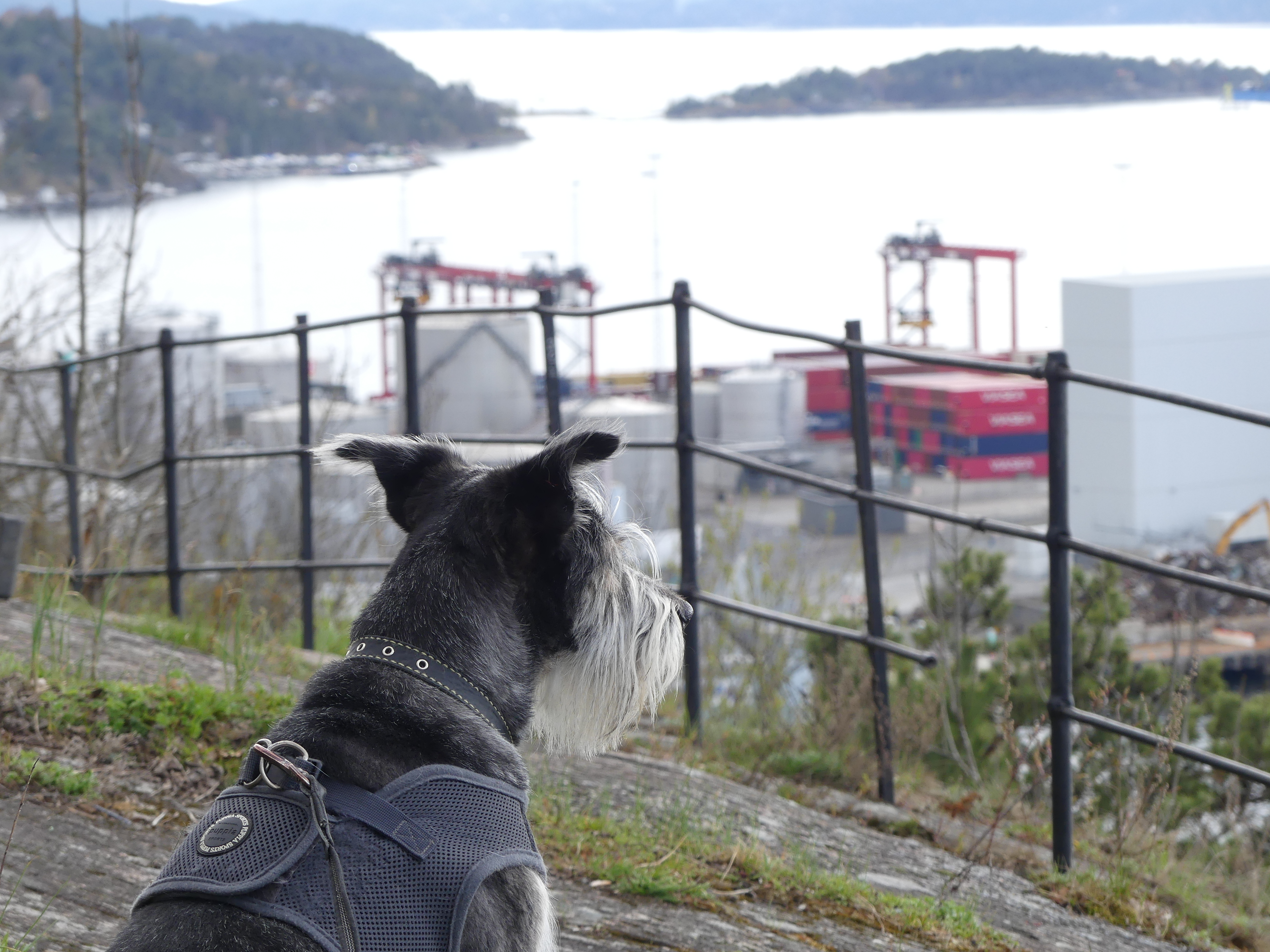 Como escolher um cão que combine com o seu tipo e personalidade